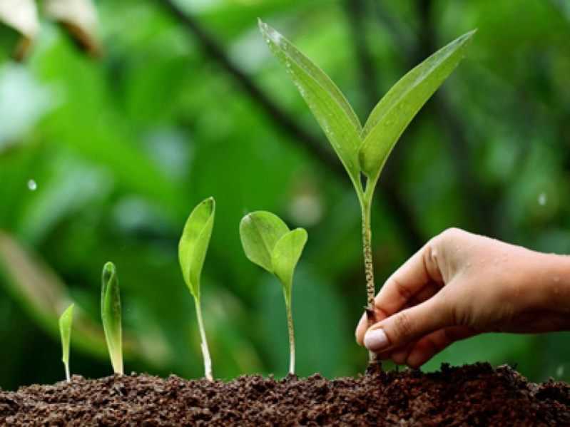  FREE TREE PLANTING MISSION